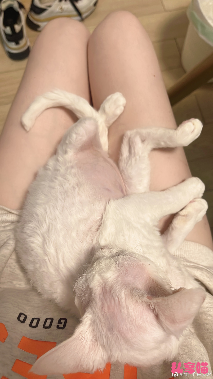 白丝萝莉控 微密圈 轩子巨二兔 写真图片以及视频资源合集 白丝萝莉控 微密圈 轩子巨二兔 写真图片以及视频资源合集